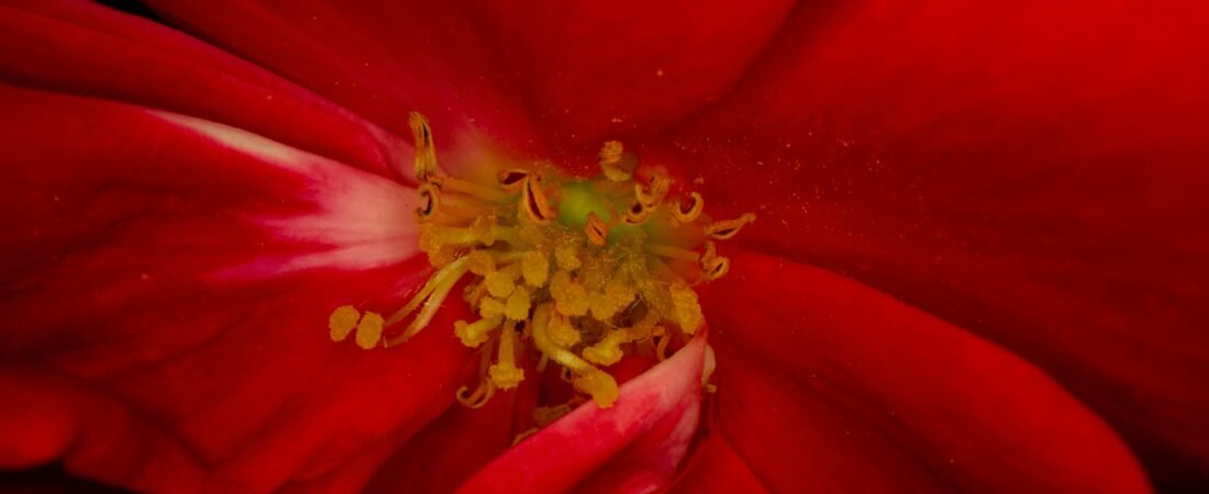 Are Past Life Memories Real — or Symbolic?